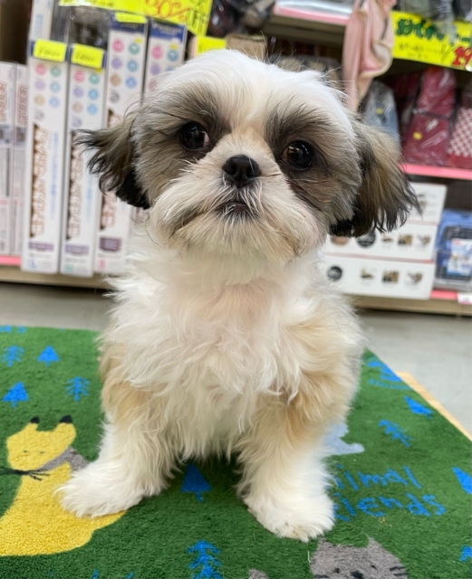 ぶちゃかわ💖シーズー(ホワイト&ゴールド)🤍🥇男の子💙2025年8月30日生まれ シーズー