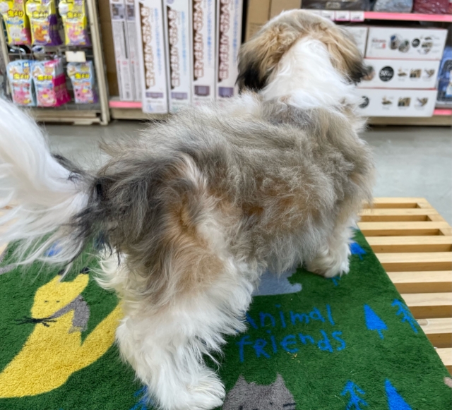 ぶちゃかわ💖シーズー(ホワイト&ゴールド)🤍🥇男の子💙2025年8月30日生まれ シーズー