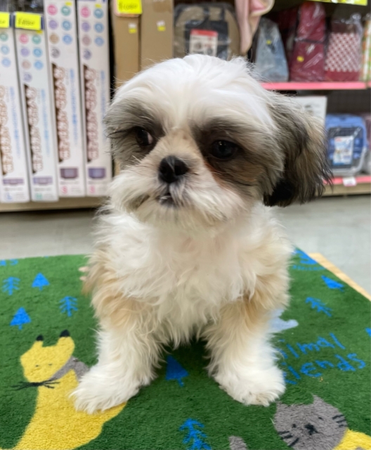 ぶちゃかわ💖シーズー(ホワイト&ゴールド)🤍🥇男の子💙2025年8月30日生まれ シーズー