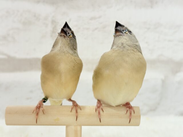 口元のキラメキはダイヤモンド〜💎.*コキンチョウ(ノーマル) ヒナ コキンチョウ
