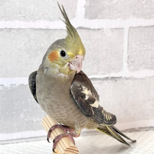 オカメインコ