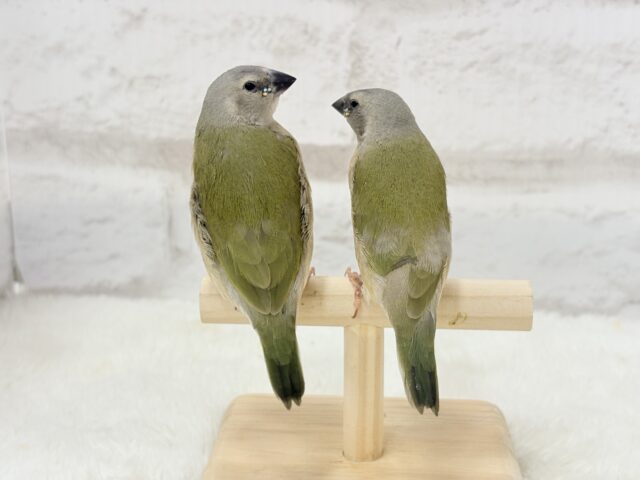 口元のキラメキはダイヤモンド〜💎.*コキンチョウ(ノーマル) ヒナ コキンチョウ