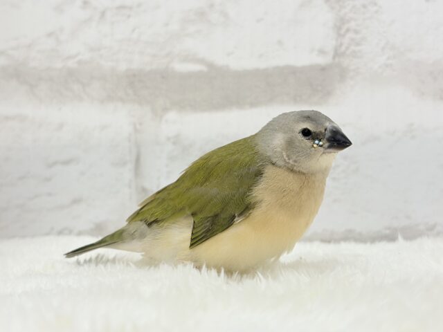 口元のキラメキはダイヤモンド〜💎.*コキンチョウ(ノーマル) ヒナ コキンチョウ