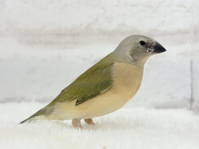口元のキラメキはダイヤモンド〜💎.*コキンチョウ(ノーマル) ヒナ コキンチョウ