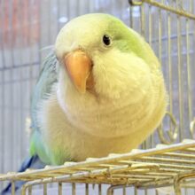 【最新画像】どこから見ても可愛すぎます🩵オキナインコ（アクアブルーオパーリン）