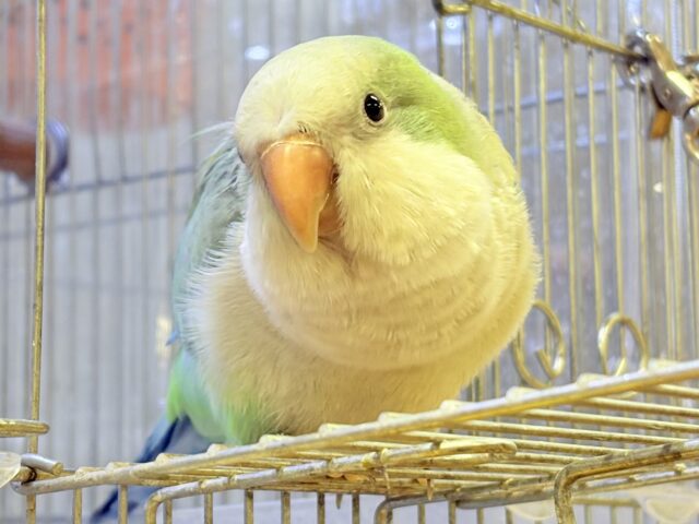 LOVE BY e.m.☆青インコ&緑インコのリング☆10号美品 LOVE BY e.m.☆青インコ&緑インコのリング☆10号美品 LOVE BY e.m.☆青