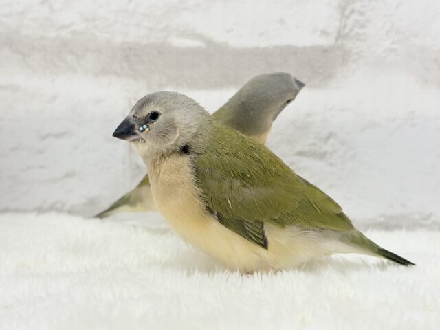 口元のキラメキはダイヤモンド〜💎.*コキンチョウ(ノーマル) ヒナ コキンチョウ