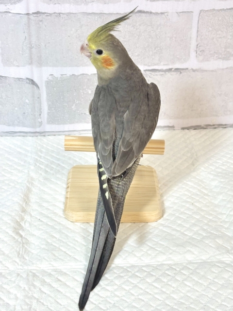 オカメインコ