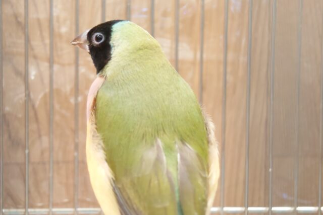 口元のキラメキはダイヤモンド〜💎.*コキンチョウ(ノーマル) ヒナ コキンチョウ