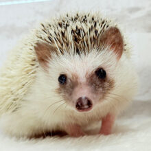 むっちりBODYにメロメロだっ🦔💖ハリネズミ(パイド) 男の子