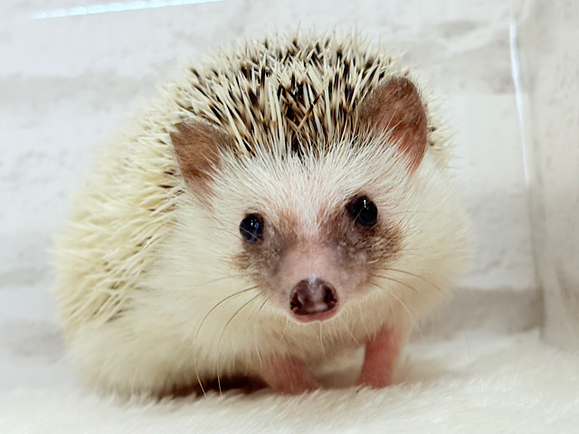 むっちりBODYにメロメロだっ🦔💖ハリネズミ(パイド) 男の子 むっちりBODYにメロメロだっ🦔💖ハリネズミ(パイド) 男の子