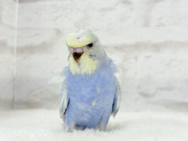 梵天セキセイインコ