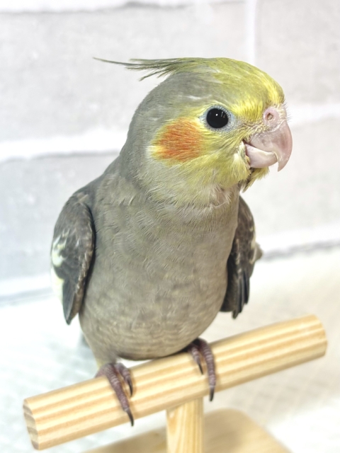 オカメインコ
