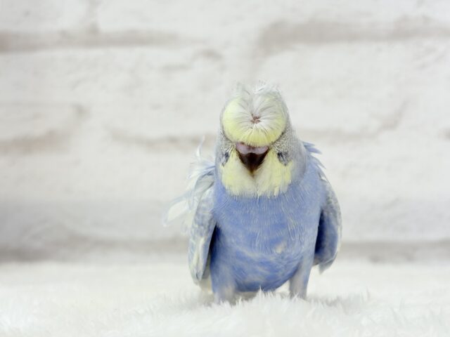 梵天セキセイインコ