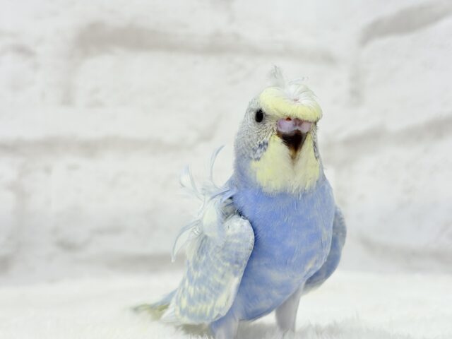 梵天セキセイインコ