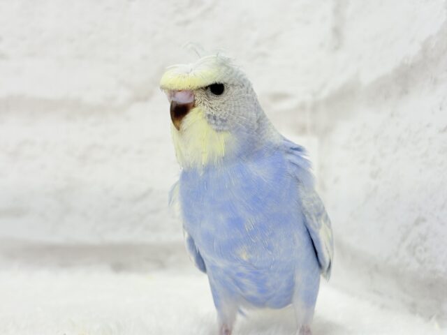 梵天セキセイインコ