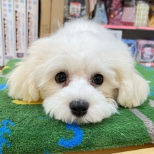 ︎︎☁ふわふわGIRL🤍ビションフリーゼ(ホワイト)‎🤍女の子💖2025年9月7日生まれ