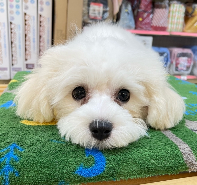 ︎︎☁ふわふわGIRL🤍ビションフリーゼ(ホワイト)🤍女の子💖2025年9月7日生まれ ビションフリーゼ