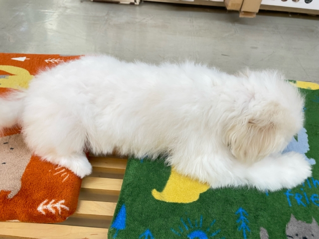 ︎︎☁ふわふわGIRL🤍ビションフリーゼ(ホワイト)🤍女の子💖2025年9月7日生まれ ビションフリーゼ