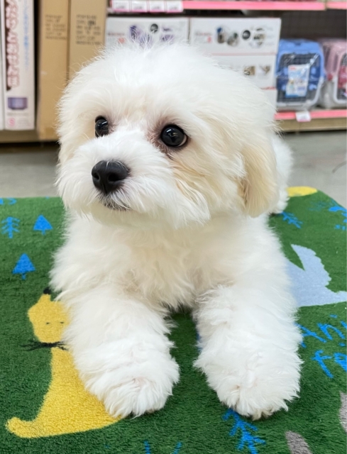 ︎︎☁ふわふわGIRL🤍ビションフリーゼ(ホワイト)🤍女の子💖2025年9月7日生まれ ビションフリーゼ