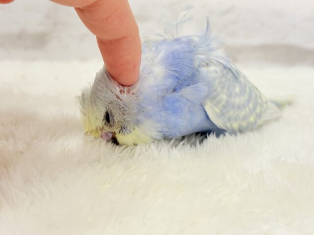 梵天セキセイインコ