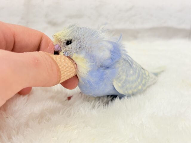 梵天セキセイインコ