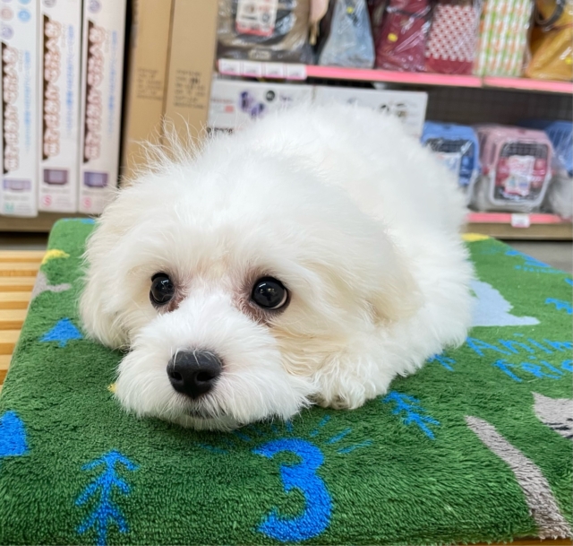 ︎︎☁ふわふわGIRL🤍ビションフリーゼ(ホワイト)🤍女の子💖2025年9月7日生まれ ビションフリーゼ