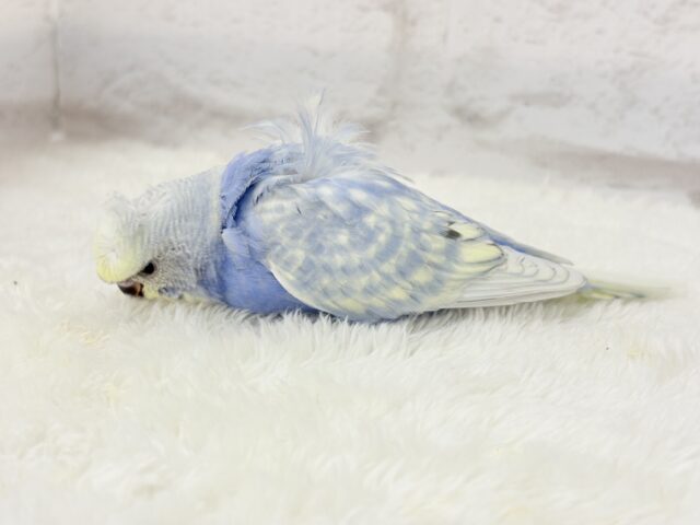 梵天セキセイインコ