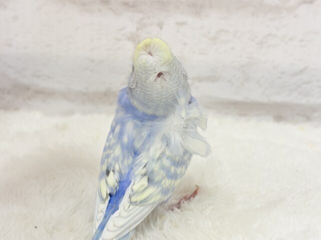 梵天セキセイインコ