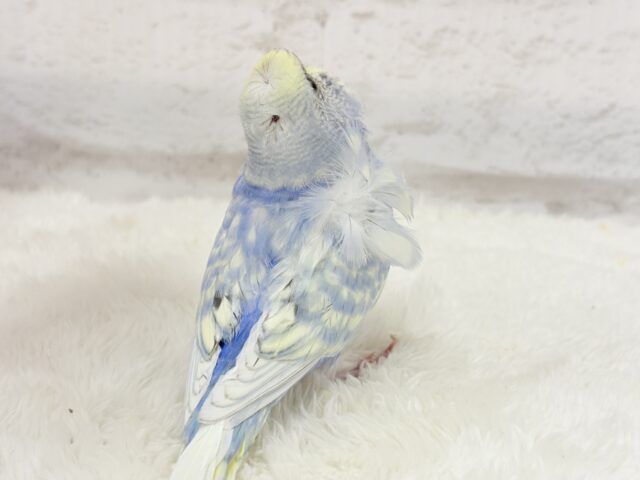 梵天セキセイインコ