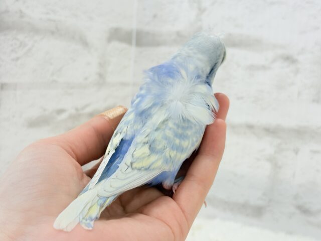 梵天セキセイインコ