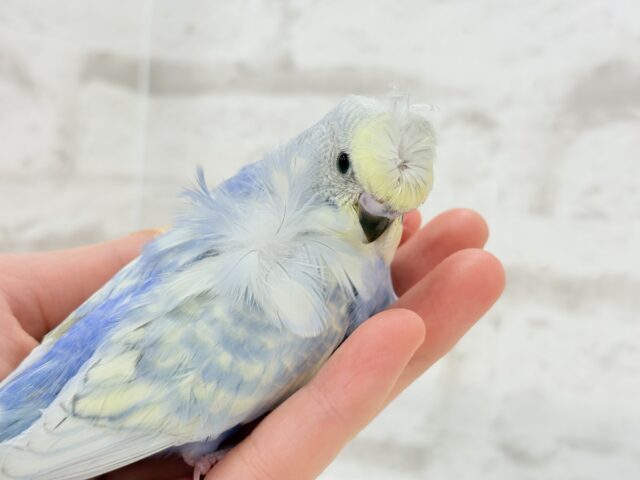 梵天セキセイインコ