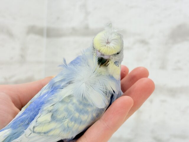 梵天セキセイインコ
