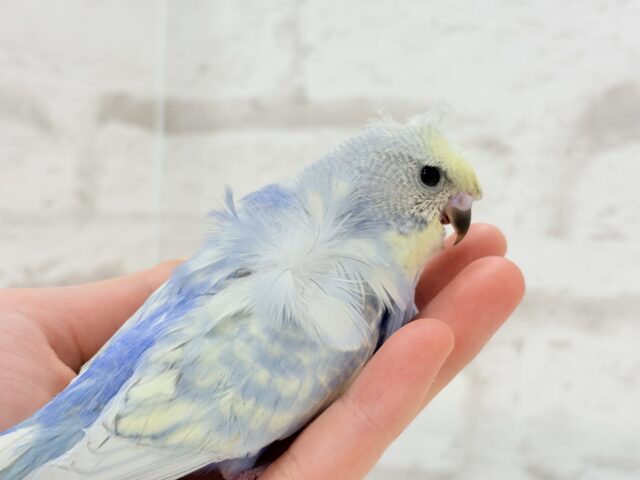 梵天セキセイインコ