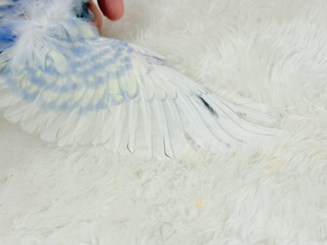 梵天セキセイインコ