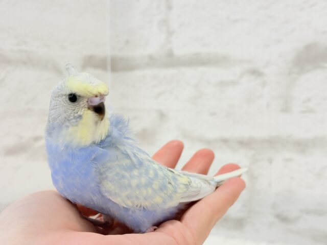 梵天セキセイインコ