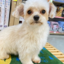 テンション高め💖ハーフ犬(チワワ✖️トイプードル)(アプリコット＆ホワイト)🤎🤍女の子💕‪2025年5月26日生まれ