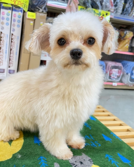 テンション高め💖ハーフ犬(チワワ✖️トイプードル)(アプリコット＆ホワイト)🤎🤍女の子💕‪2025年5月26日生まれ
