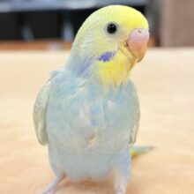 【最新画像更新】ごはん大好き😋いっぱい食べるよ✨セキセイインコ（パステルレインボースパングル）ヒナ