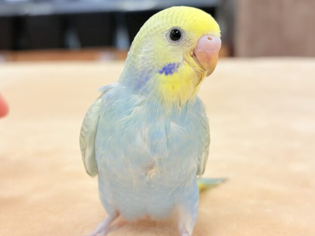 【最新画像更新】ごはん大好き😋いっぱい食べるよ✨セキセイインコ（パステルレインボースパングル）ヒナ