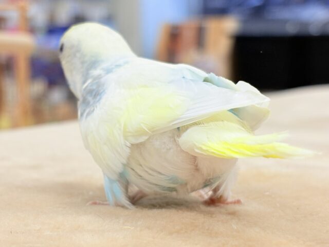 セキセイインコ