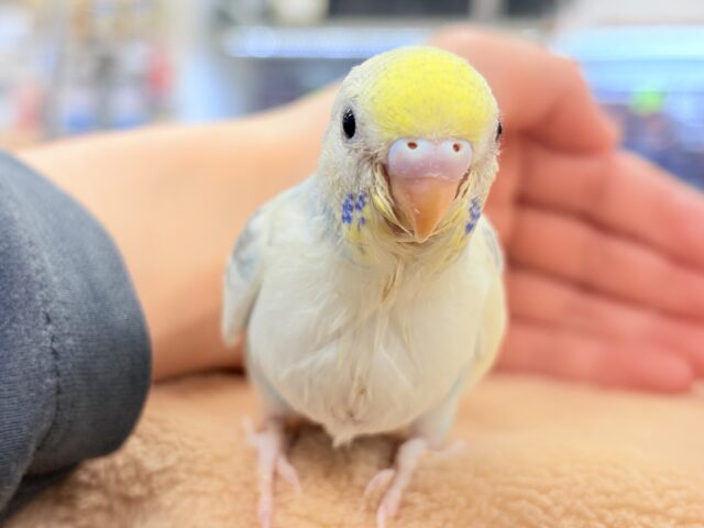 セキセイインコ