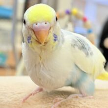 【最新画像更新】ふんわりゆめかわ🩵セキセイインコ（パステルレインボーパイド）ヒナ