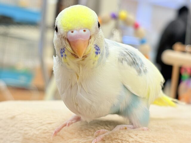 【最新画像更新】ふんわりゆめかわ🩵セキセイインコ（パステルレインボーパイド）ヒナ