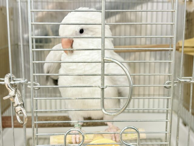 オキナインコ