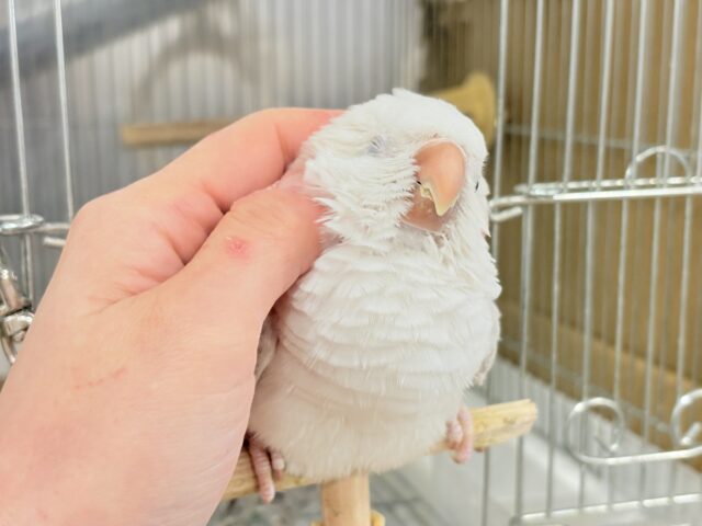 オキナインコ