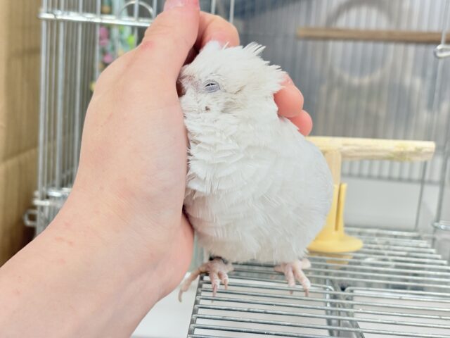 オキナインコ