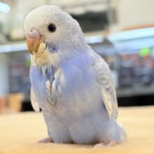 【最新画像更新】今日も元気いっぱい✨セキセイインコ（スパングル）ヒナ
