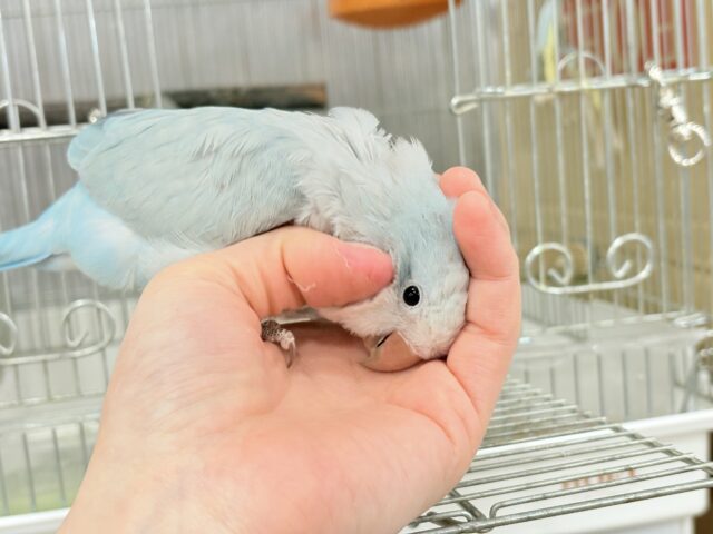 オキナインコ
