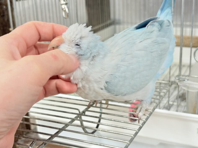 オキナインコ